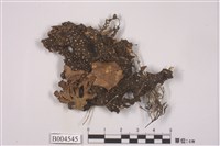 藏品(牛皮葉屬)的圖片